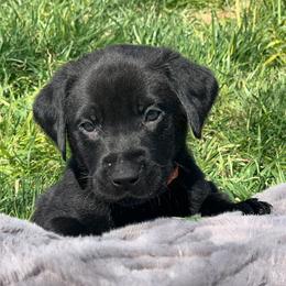 Boy 5 - male Labrador Retriever puppy in Winnemucca, Nevada from Oakley's Mountain View Kennel