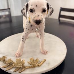 Belle - White and black female Dalmatian puppy in Queen Creek, Arizona from Lala's Polka Dots