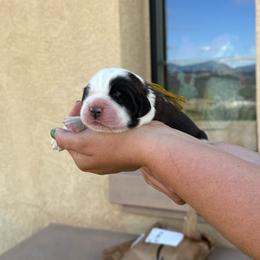 Yellow collar - Brown and white male Saint Bernard puppy in Ramona, California from Buendias Ranch Saint Bernards & Bernese Mountain Dogs