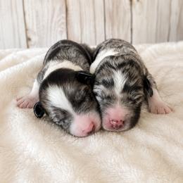Puppy 4 - Blue merle female Aussiedoodle puppy in Yucaipa, California from Amazing Aussiedoodle and Double Doodles