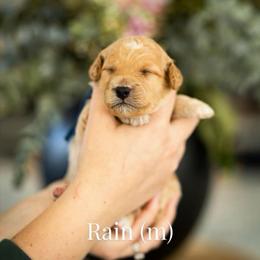 Rain - Apricot male Goldendoodle puppy in Acton, Maine from Silver Pines Pups