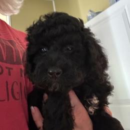 Silas - Black male Goldendoodle puppy in Waynesboro, Virginia from Forest Creek Kennel