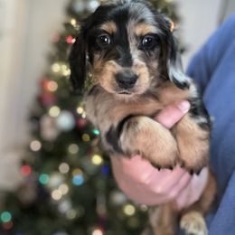 Dasher - Dapple female Dachshund puppy in Mascot, Tennessee from Magnolia Pearl Dachshunds