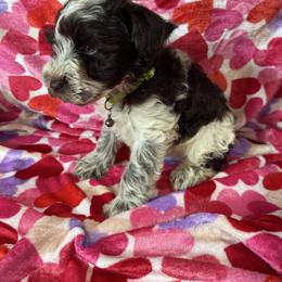 Cane - Parti male Miniature Schnauzer puppy in Pearland, Texas from K & S Schnauzers