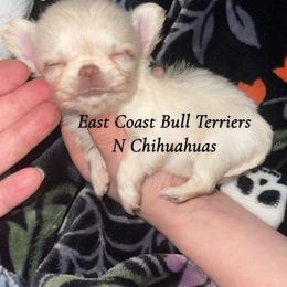 Bingbong - Cream male Chihuahua puppy in Kannapolis, North Carolina from East Coast Bull Terriers N Chihuahuas