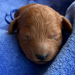 Navy collar - Red  female Poodle puppy in Huntsville, Alabama from Flint River Poodles