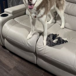 Ziggy - Siberian Husky