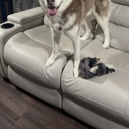 Ziggy - Siberian Husky