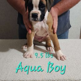 Aqua Boy #1 - Fawn Boxer puppy in Marion, North Carolina from Captivating Kennel