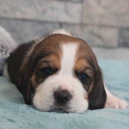 Dublin - Black tan and white male Beagle puppy in Morrill, Kansas from Kelle Beagles
