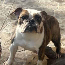 Macey - Bulldog