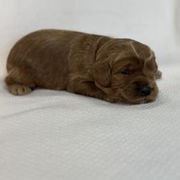 JACK - Red male Australian Labradoodle puppy in Austin, Texas from AussieTex Labradoodles