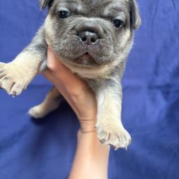 Dex - Blue male French Bulldog puppy in Springfield, Missouri from Taylor
