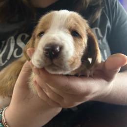 ORANGE girl Zoe - Red and white female Basset Hound puppy in Saint Cloud, Florida from Mockingbird Hollow Bassets