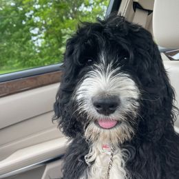 Wilma - Bernedoodle