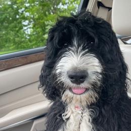 Wilma - Bernedoodle