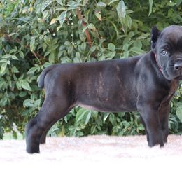 Pink collar - Black brindle female Cane Corso puppy in Caliente, California from Rafter Cross 7
