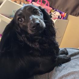 Raya - Dachshund