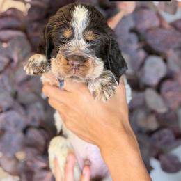 Blue - Liver white and roan male English Springer Spaniel puppy in Brownsville, Texas from South Texas Springers