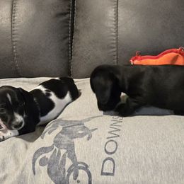 Dachshund Puppies from Snake River Dachshunds