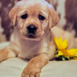Boy 1 - Dark Yellow Male - Yellow male Labrador Retriever puppy in Latrobe, Pennsylvania from Stone Shoe Ranch Labs & Dairy Goats