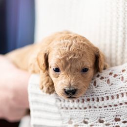 Goldendoodle Puppies from OikiaDoodle