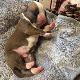 Skipper - Fawn male Boxer puppy in Lago Vista, Texas from Love and Loyalty Boxers