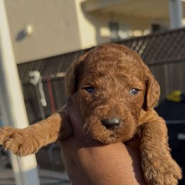 Camélia - Red  female Poodle puppy in Corona, California from Garden Of Poodles