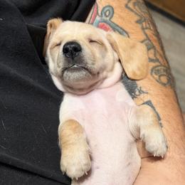 Dachshund Puppies from Witchy Woman’s Wiener’s