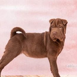 Serenade - Chinese Shar-Pei