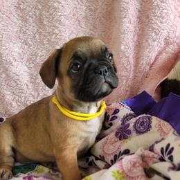 Girl 1 - Fawn and white female French Bulldog puppy in Plymouth, Utah from Country Sunshine