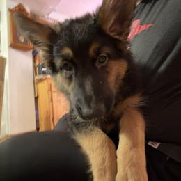 Yellow - Black and tan female German Shepherd puppy in Fort Wayne, Indiana from AA Kennel