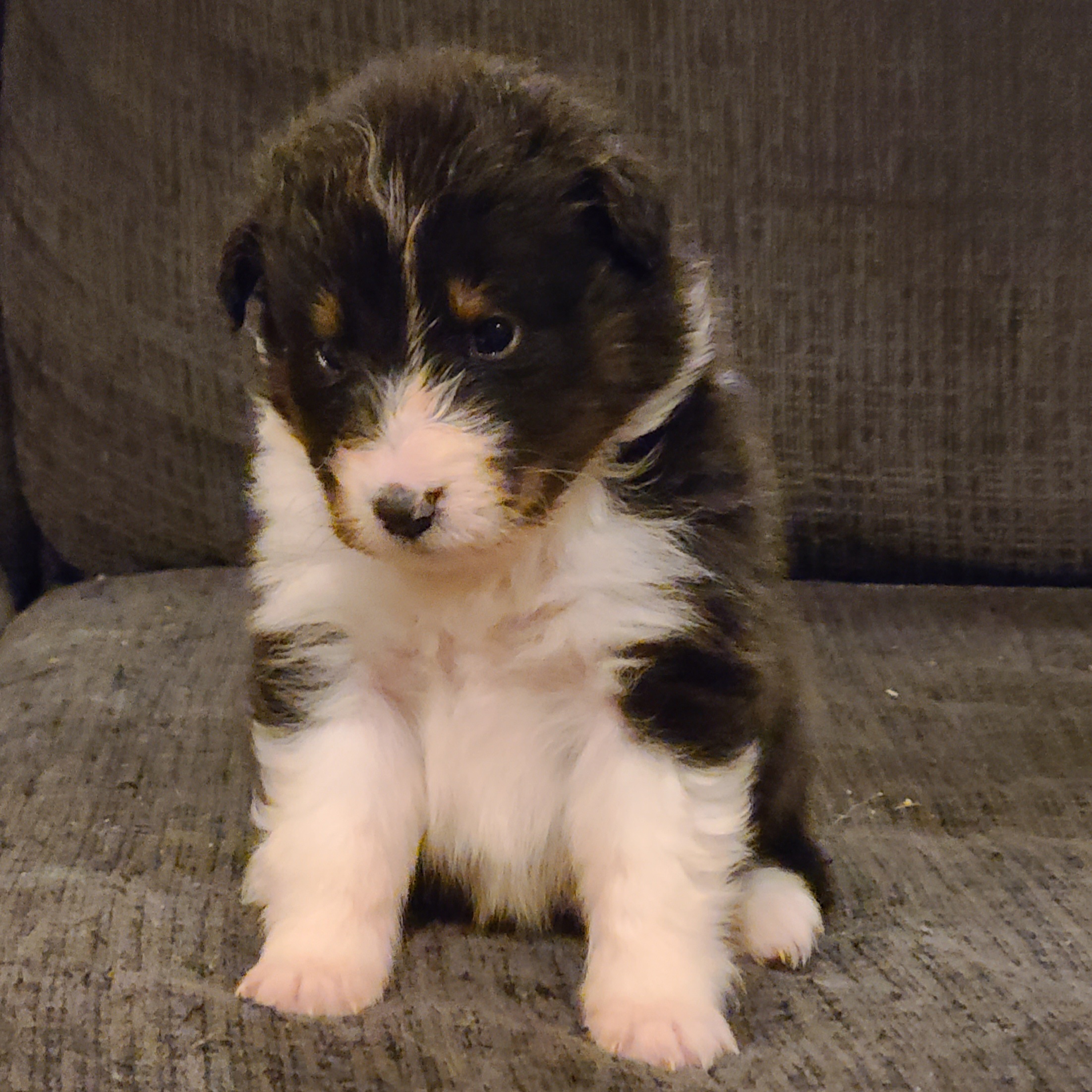 Shetland Sheepdog Puppies from Henotic Homestead's Shetland Sheepdogs