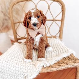 Raye - Red  male Goldendoodle puppy in Chesapeake, Virginia from Buck's Pups