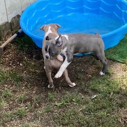 Boston Terrier Puppies from Angie's Little Bostons