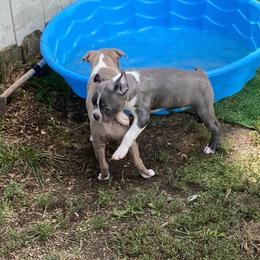 Boston Terrier Puppies from Angie's Little Bostons