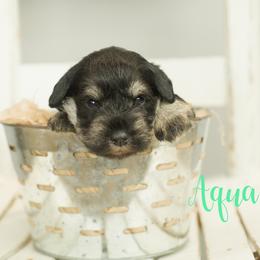 Aqua Girl - Black and silver female Miniature Schnauzer puppy in Commerce, Georgia from Peach State Miniature Schnauzers