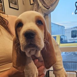Ricky - Black brown and white male Basset Hound puppy in Greenleaf, Idaho from Happy Acre Bassets