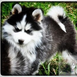Pomsky Puppies from Foxfire Arctic Spitz