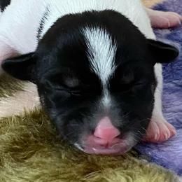 P6F - White black and tan female Rat Terrier puppy in Groveland, Florida from Blackwood Rat Terriers (Standard)