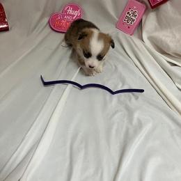 Purple - White and red female Pembroke Welsh Corgi puppy in Pleasant Plains, Arkansas from PBA Kennel