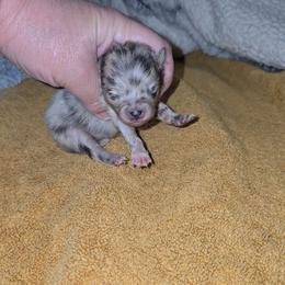 Tinsel - Blue merle female Pomeranian puppy in Angleton, Texas from Pomeranian Palace, LLC