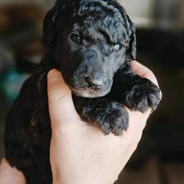 Poodle Puppies from Bardsong Standard Poodles