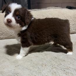 Lorena - Red tri-color female Miniature American Shepherd puppy in Terryville, Connecticut from Spirited Aussies