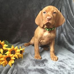 Brittany and Vizsla Puppies from Dzika Place Kennels