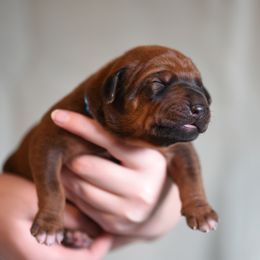 Mr. Blue - Rhodesian Ridgeback puppy from Rhoxwood Kennel