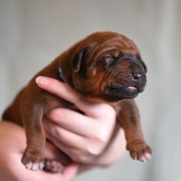 Mr. Blue - Rhodesian Ridgeback puppy from Rhoxwood Kennel