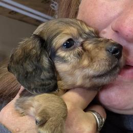 Lizbeth's shaded cream longhair boy - Cream male Dachshund puppy in Caldwell, Idaho from Dozendachs