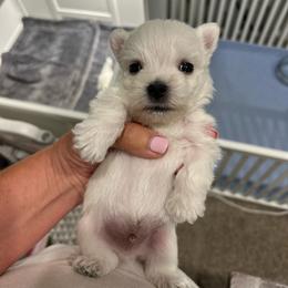 Boy 2 - White male West Highland White Terrier puppy in Loxley, Alabama from Dixieland Westies