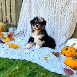 Blair - Blue merle female Australian Shepherd puppy in Salem, Oregon from Steady Aim Aussies